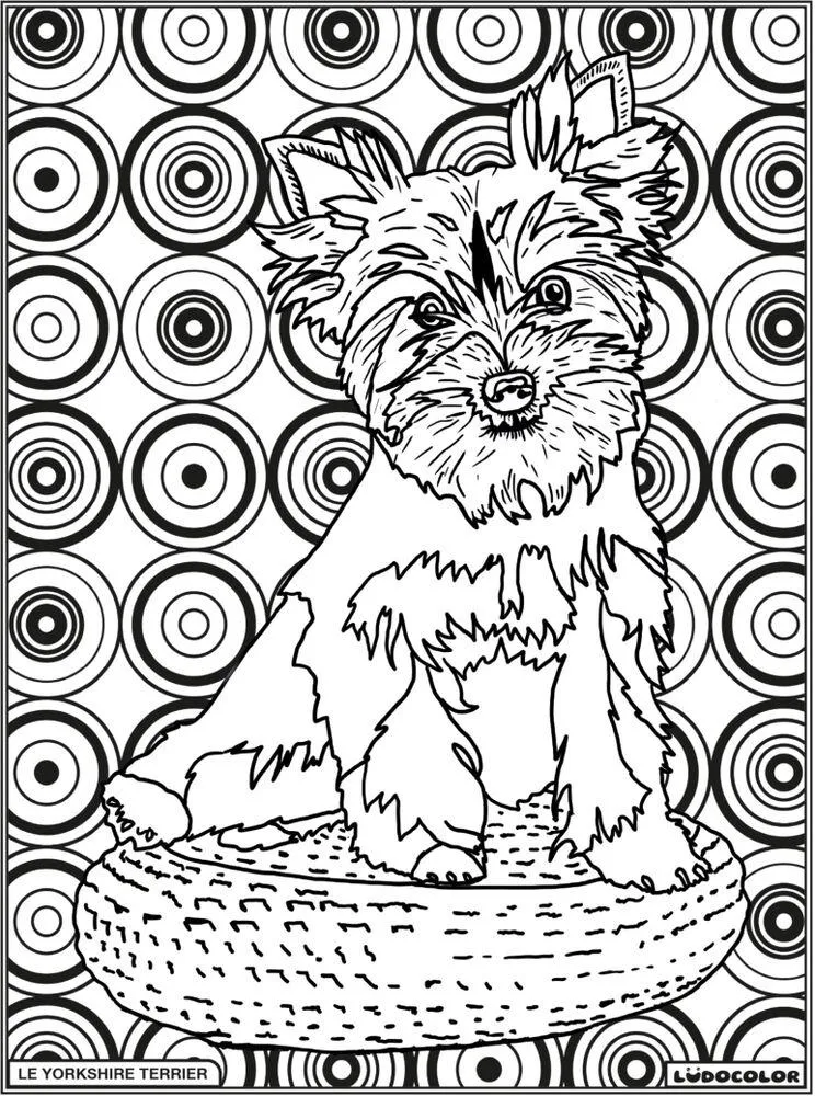 TABLEAU VELOURS LE YORKSHIRE TERRIER