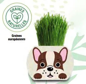 DROLES DE POTS : BARQUETTE CHIENS