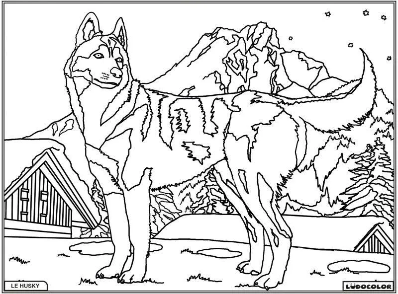 TABLEAU VELOURS LE HUSKY